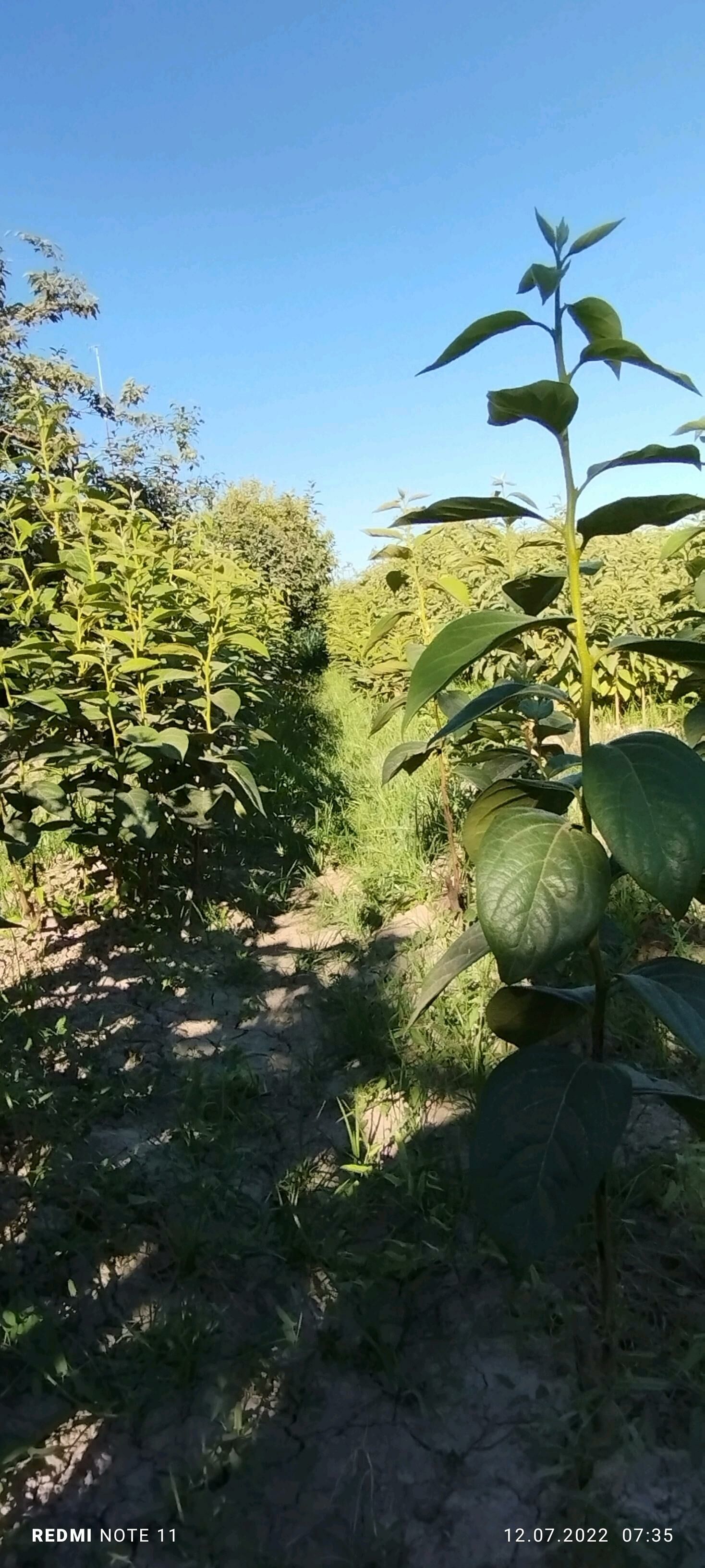 Hurma nahal - Сакар - img 1