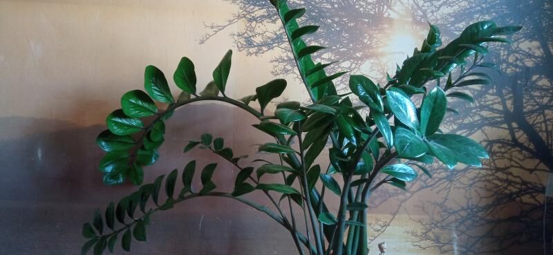 Комнатные растения - Ашхабад - img 4