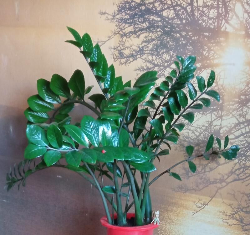 Комнатные растения - Ашхабад - img 6