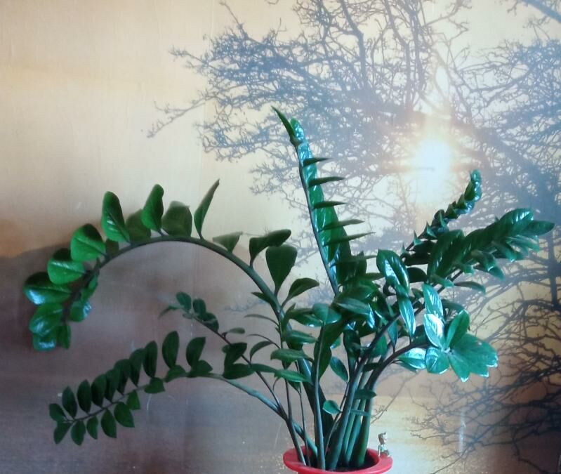 Комнатные растения - Ашхабад - img 3