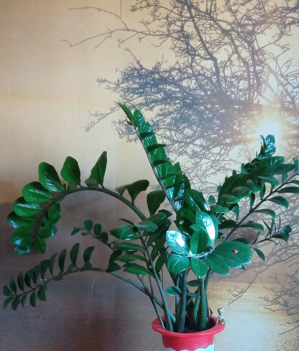 Комнатные растения - Ашхабад - img 5