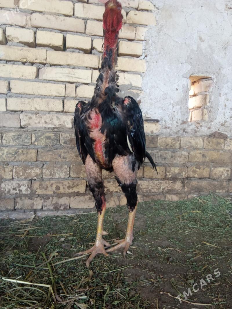 ozbek vc nems - Kerki - img 3