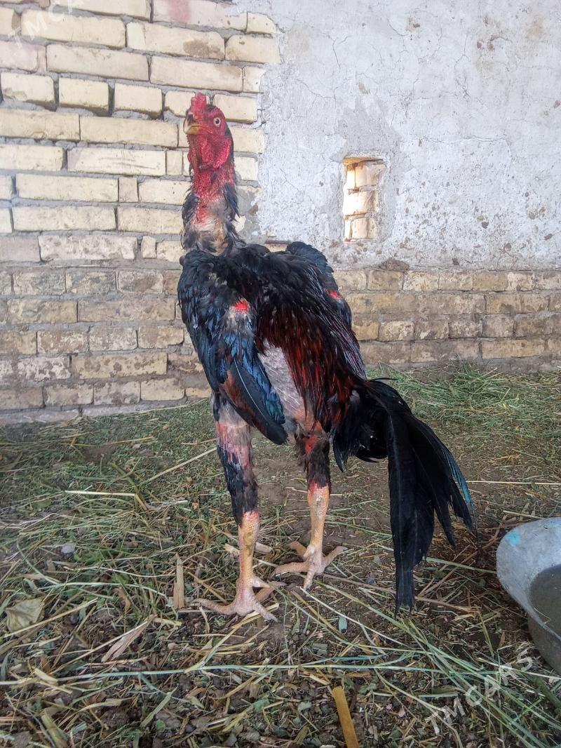 ozbek vc nems - Kerki - img 5