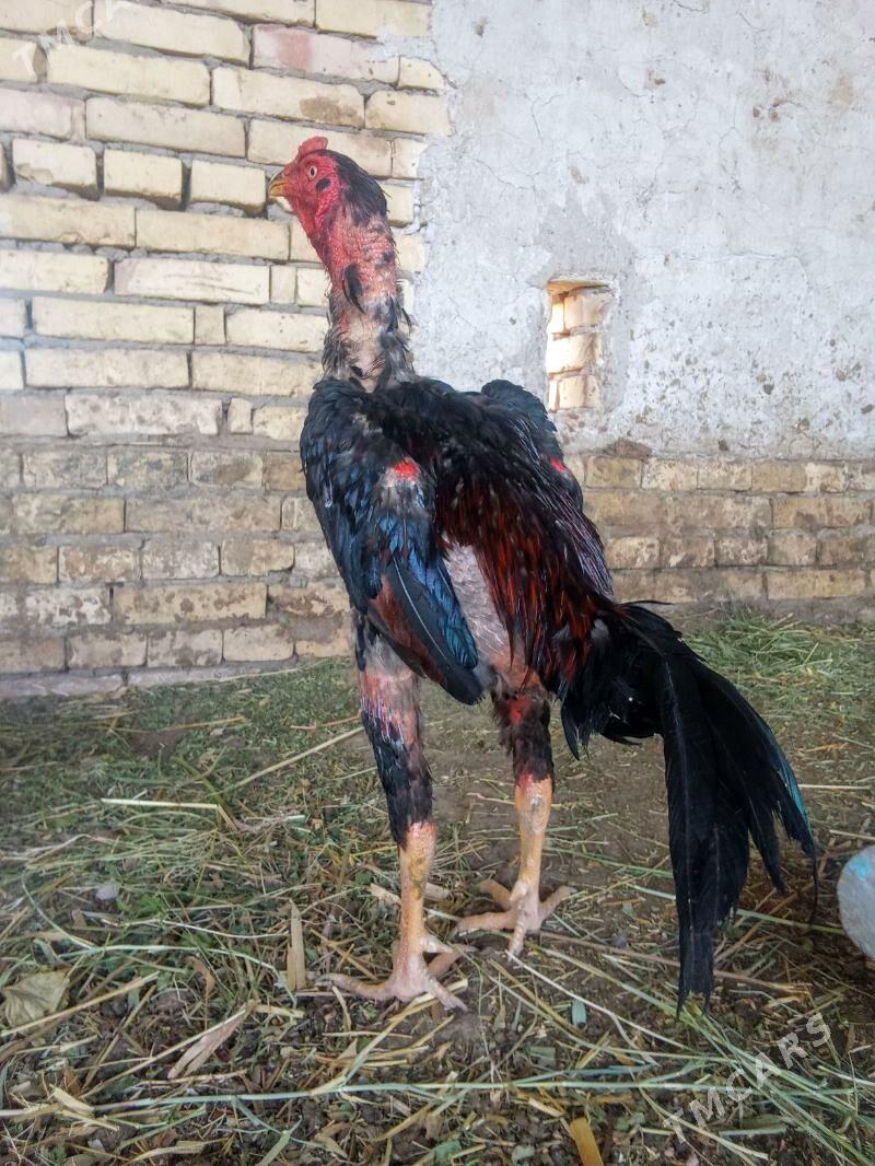 ozbek vc nems - Kerki - img 2