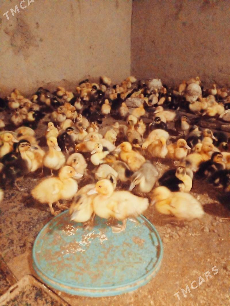gak gak ýaşylbas ordek juje - Türkmengala - img 2