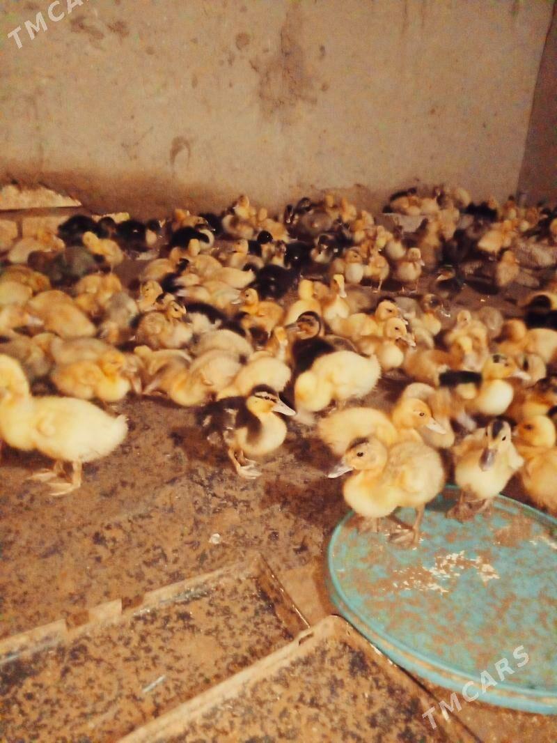 gak gak ýaşylbas ordek juje - Türkmengala - img 3