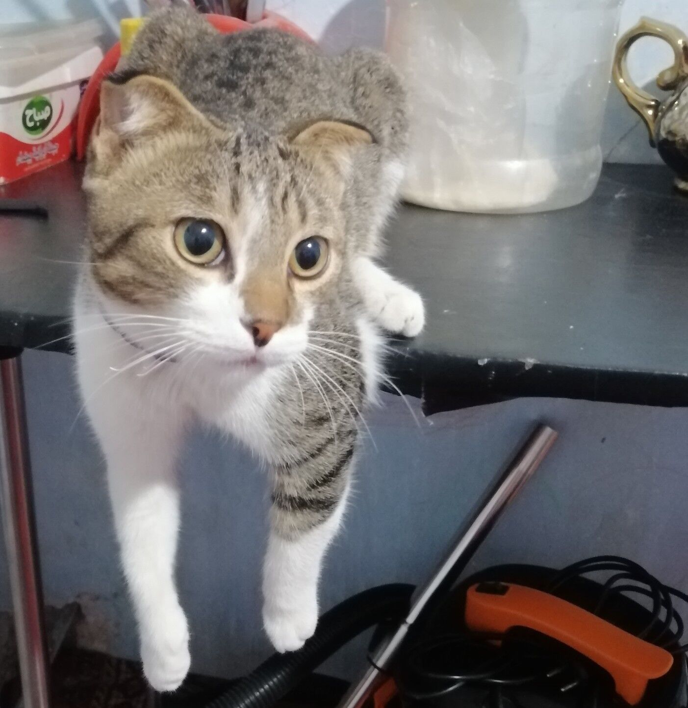 Продам вислоухого шотландца - Туркменабат - img 2