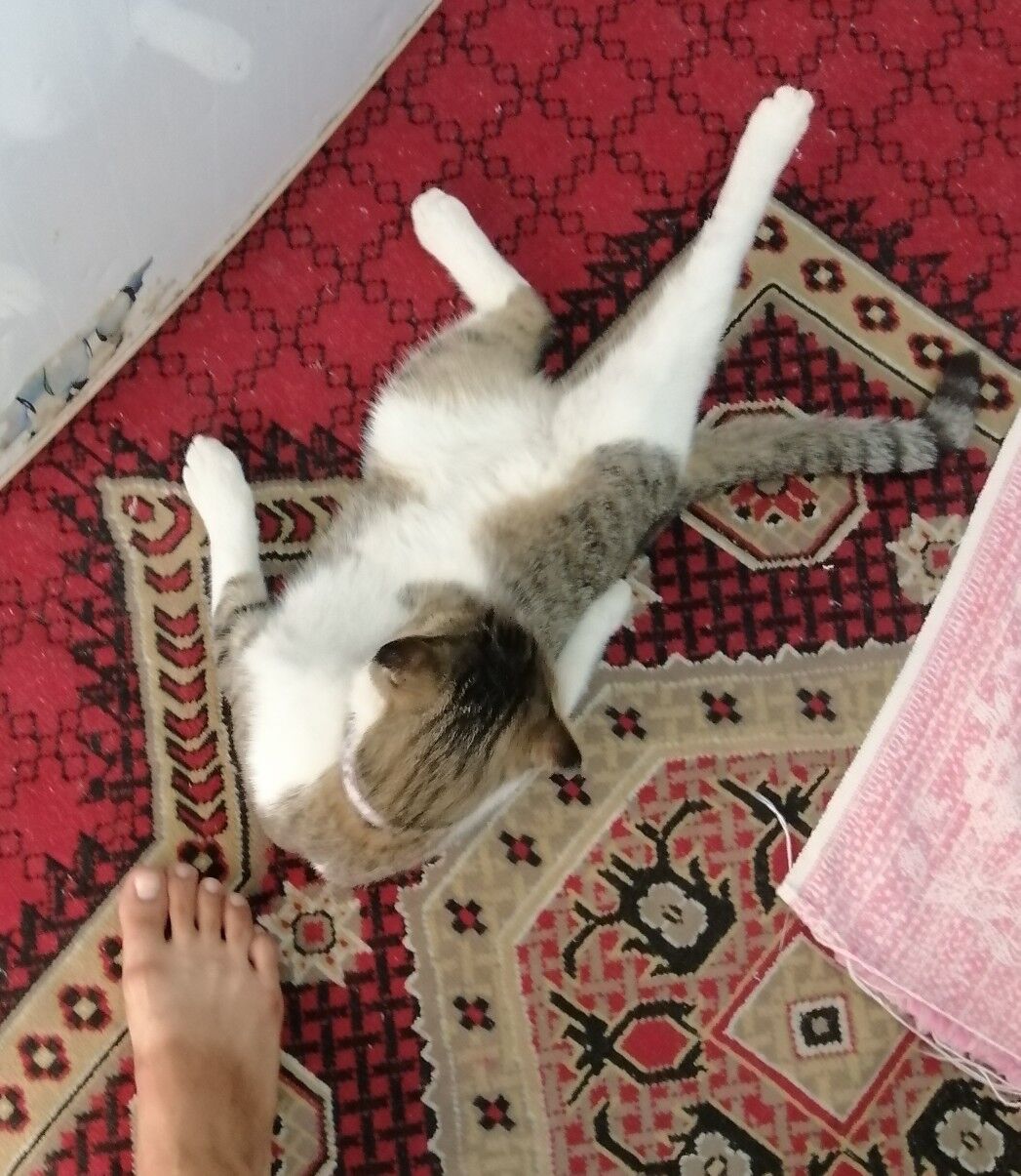 Продам вислоухого шотландца - Туркменабат - img 3