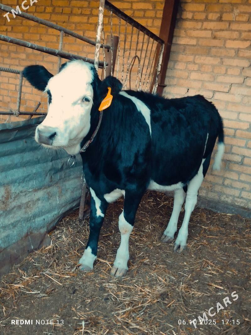 Corni pyostr Ojekli Sygyr - Türkmenabat - img 2