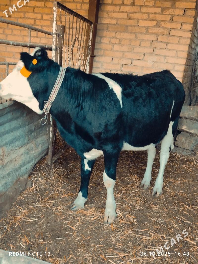 Corni pyostr Ojekli Sygyr - Türkmenabat - img 4