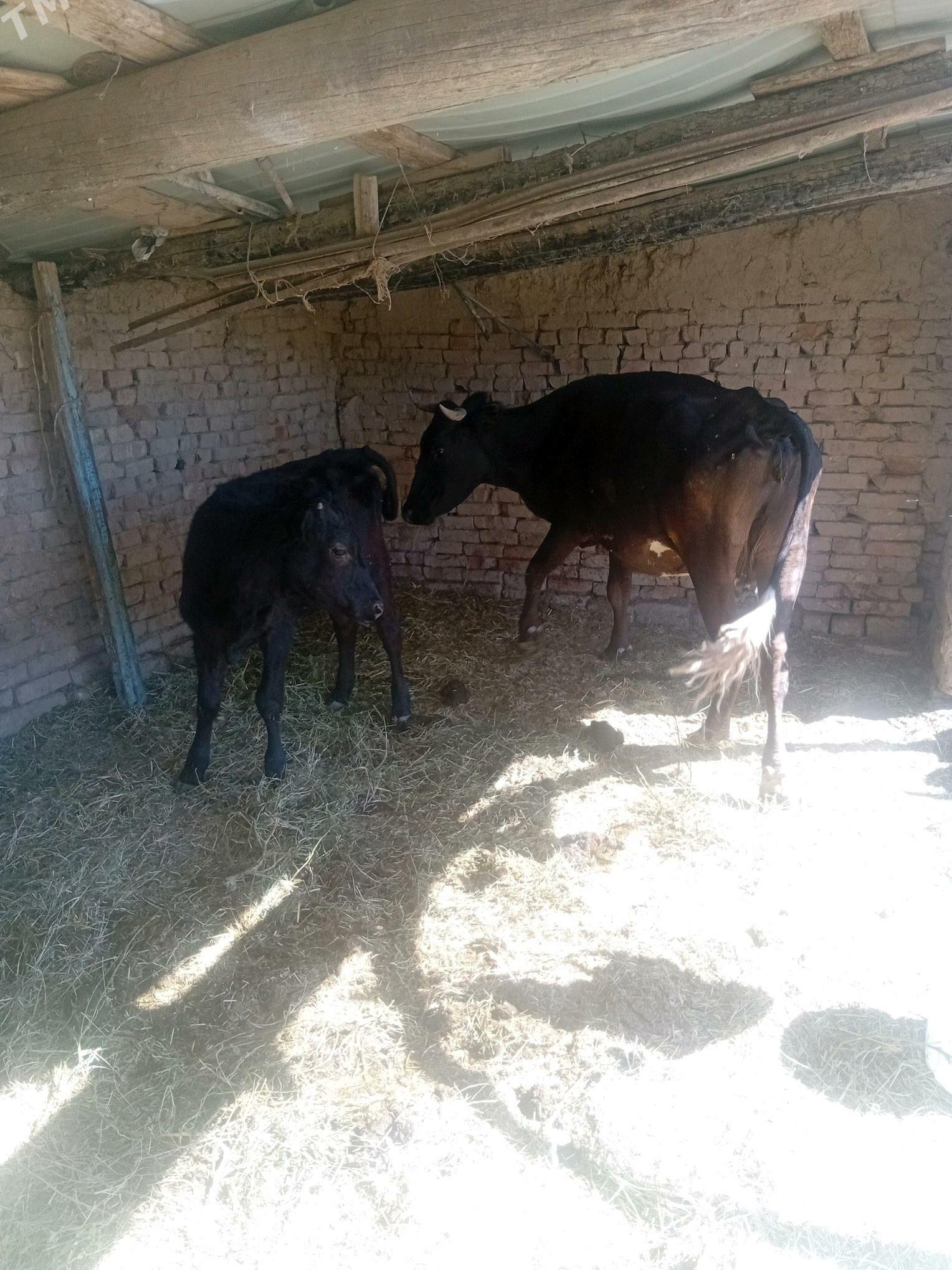 uly goleli bogaz sygyr - Kaka - img 2