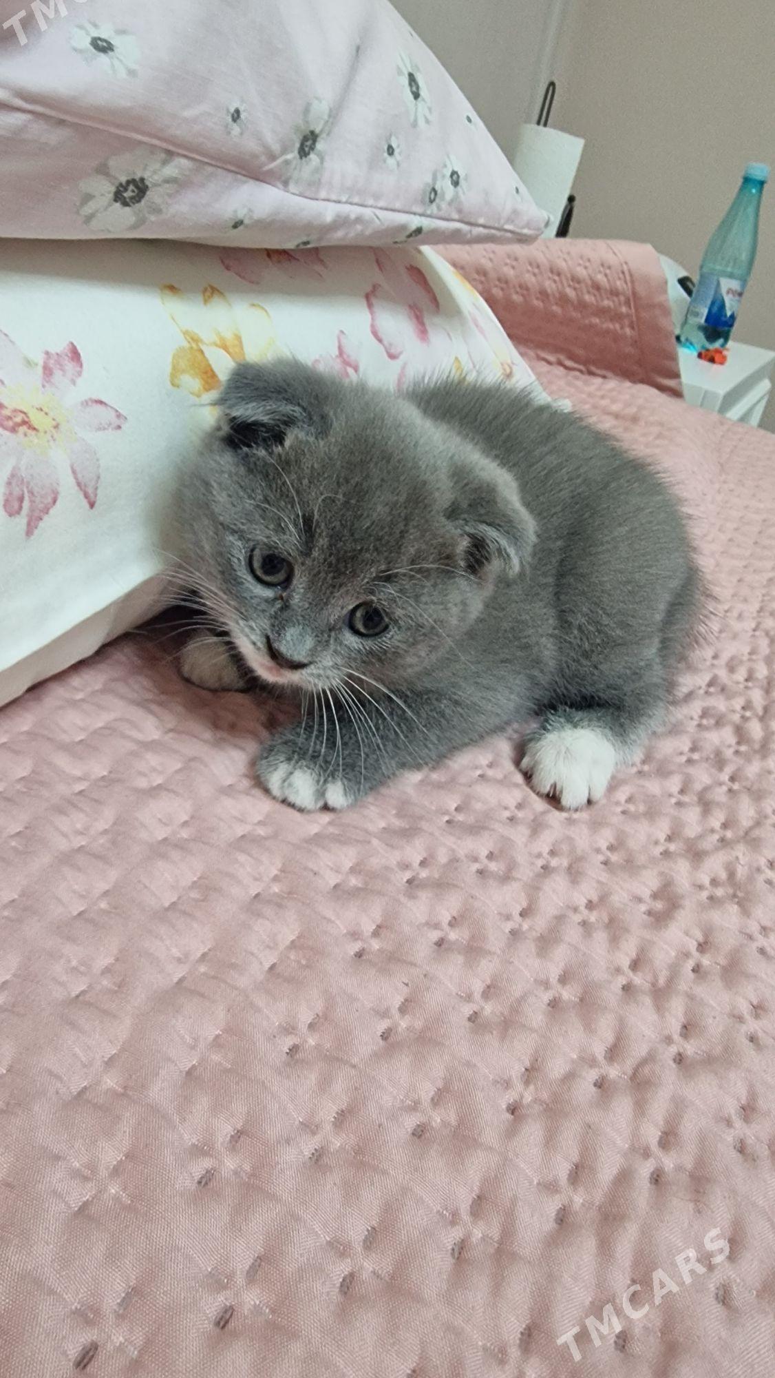 британские котята - Мары - img 5