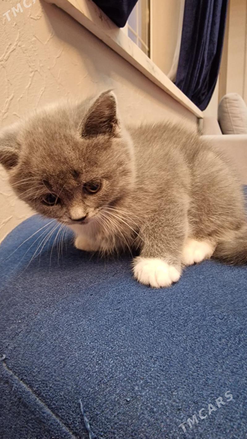 британские котята - Мары - img 2