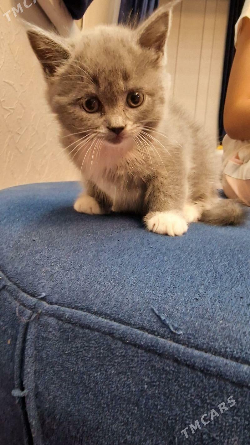 британские котята - Мары - img 4