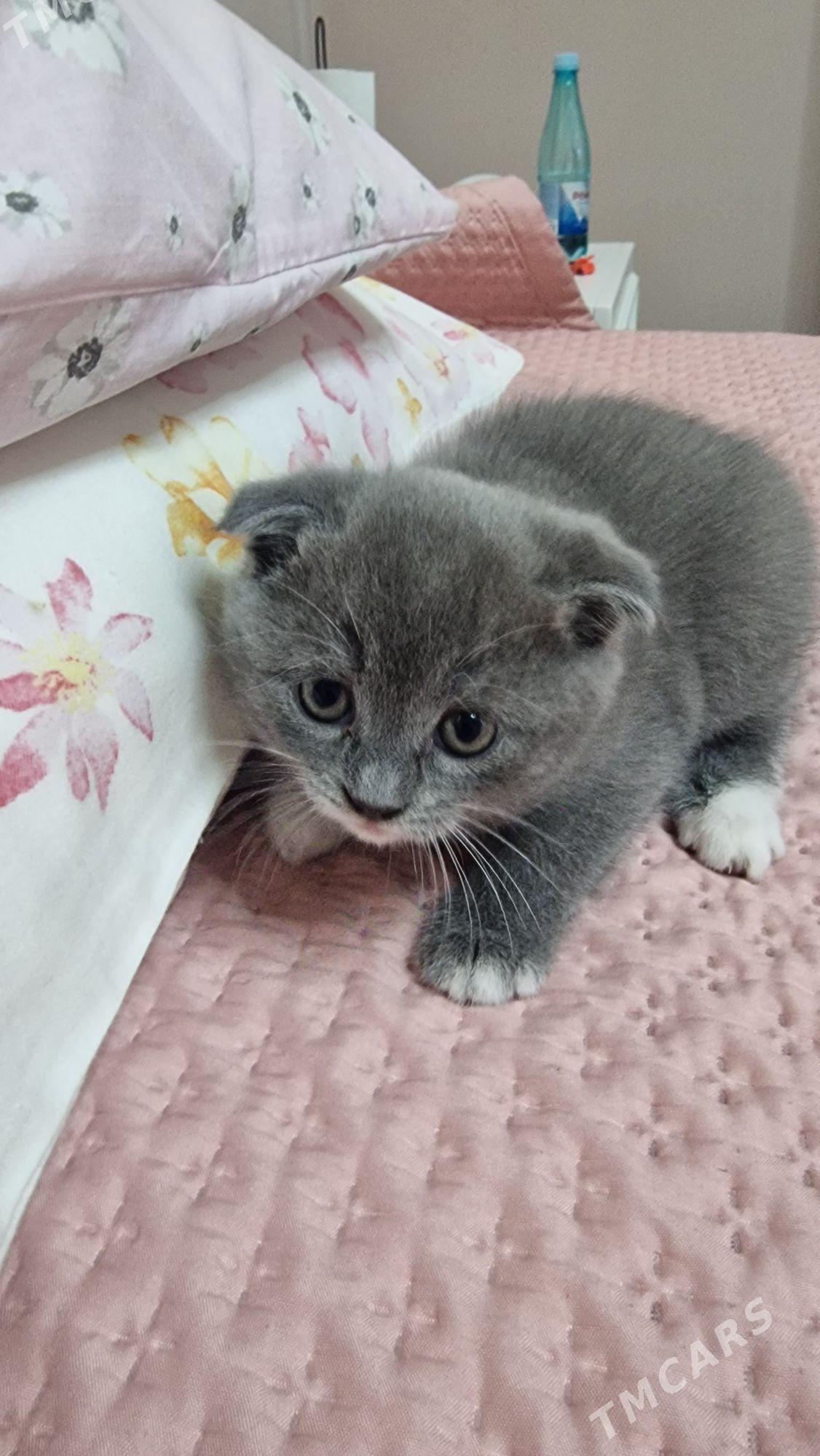 британские котята - Мары - img 1