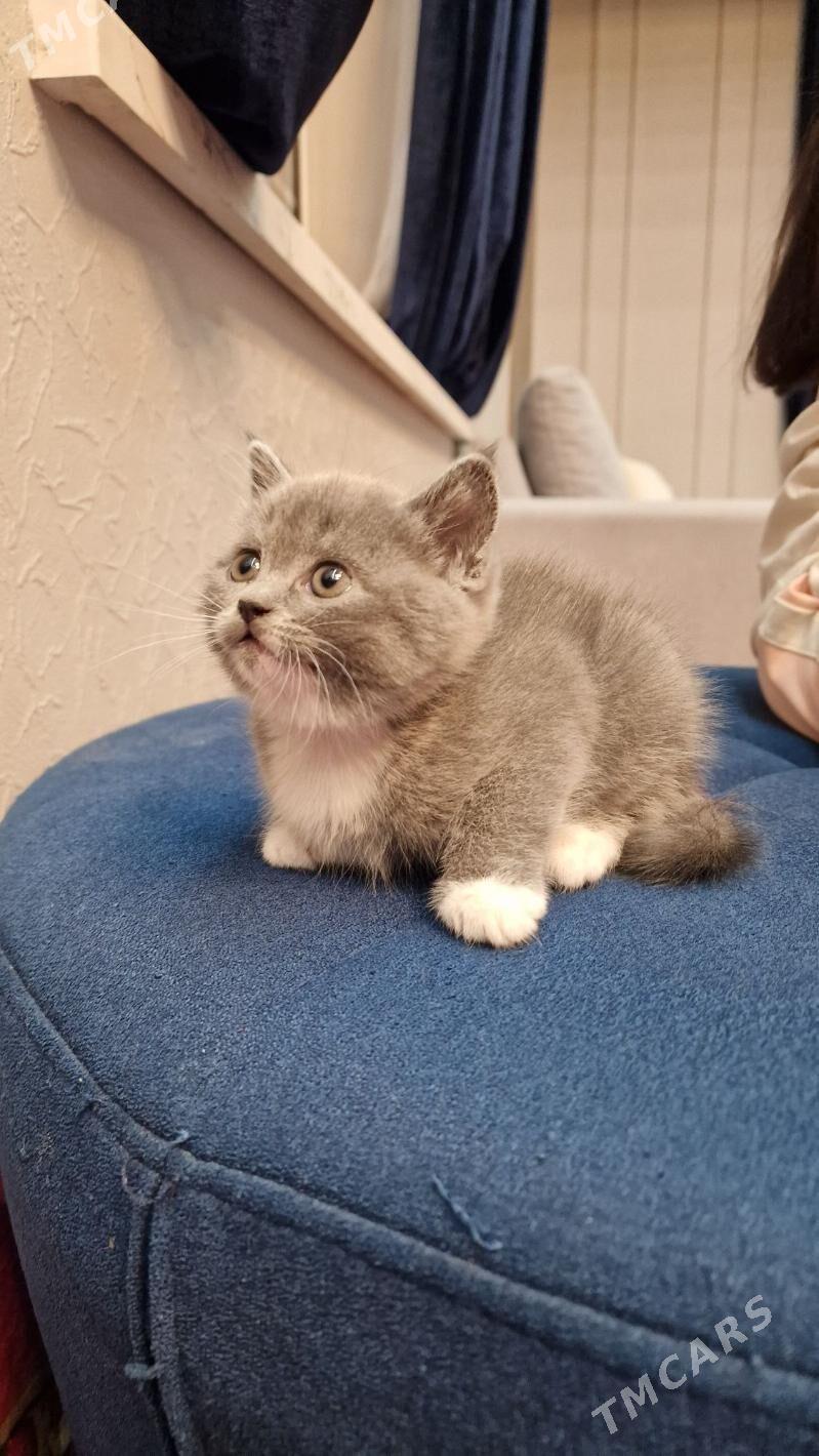 британские котята - Мары - img 3