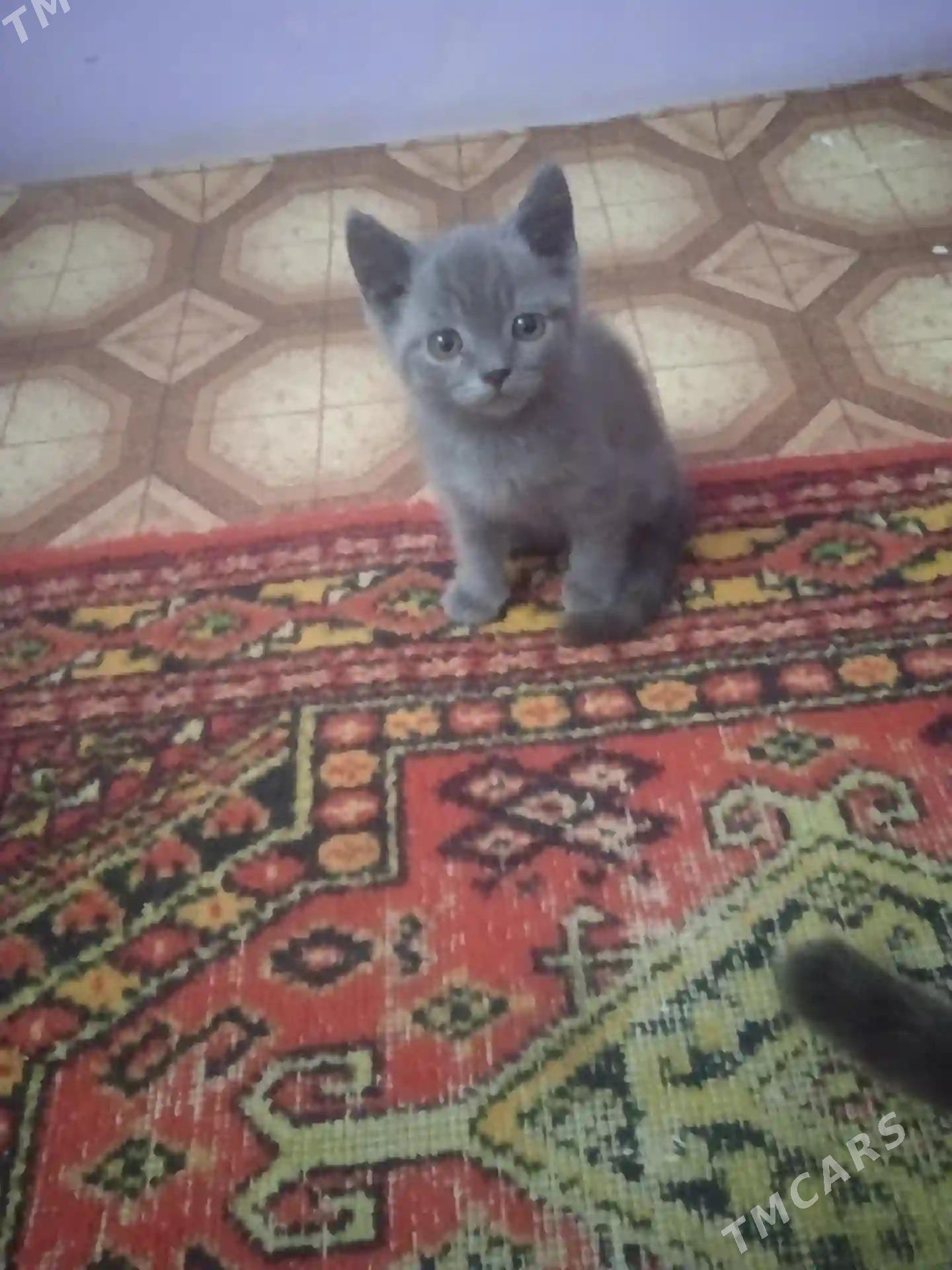 котята  шотладские - Туркменабат - img 5