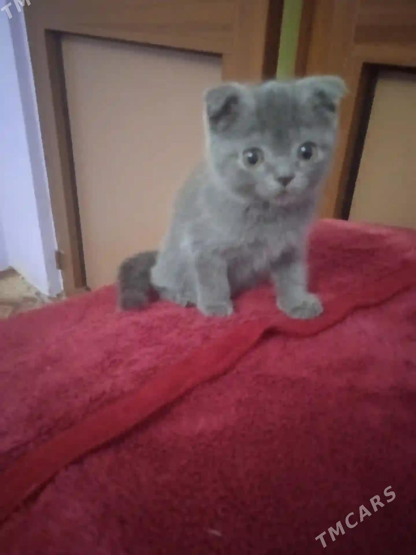 котята  шотладские - Туркменабат - img 6