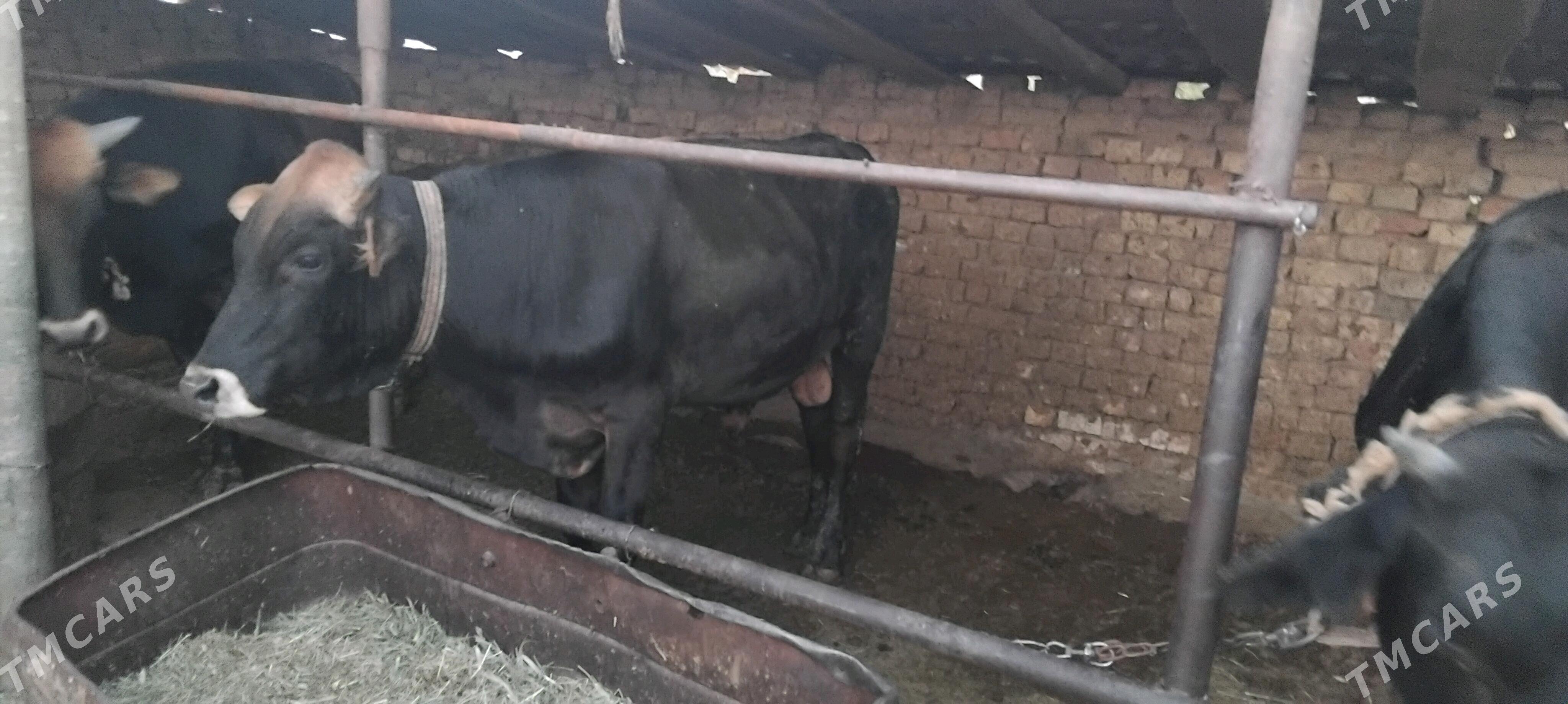 öküz - Babadaýhan - img 2