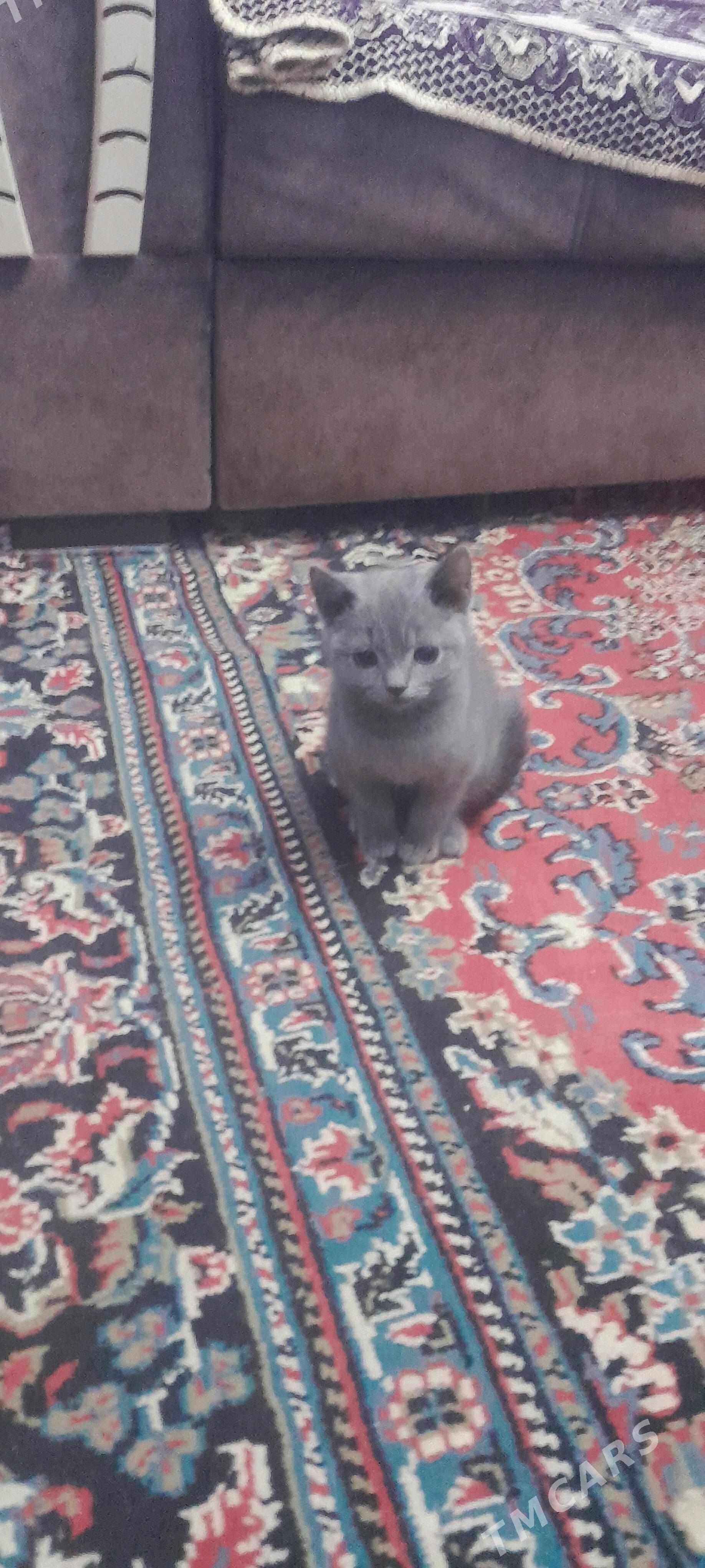 котята  шотладские - Туркменабат - img 4