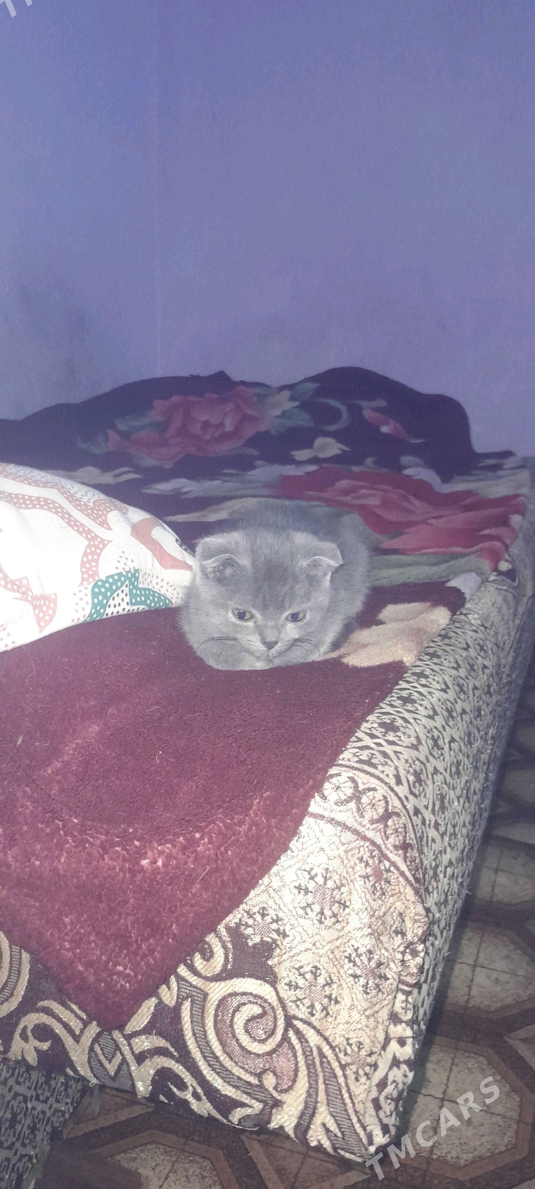 котята  шотладские - Туркменабат - img 2