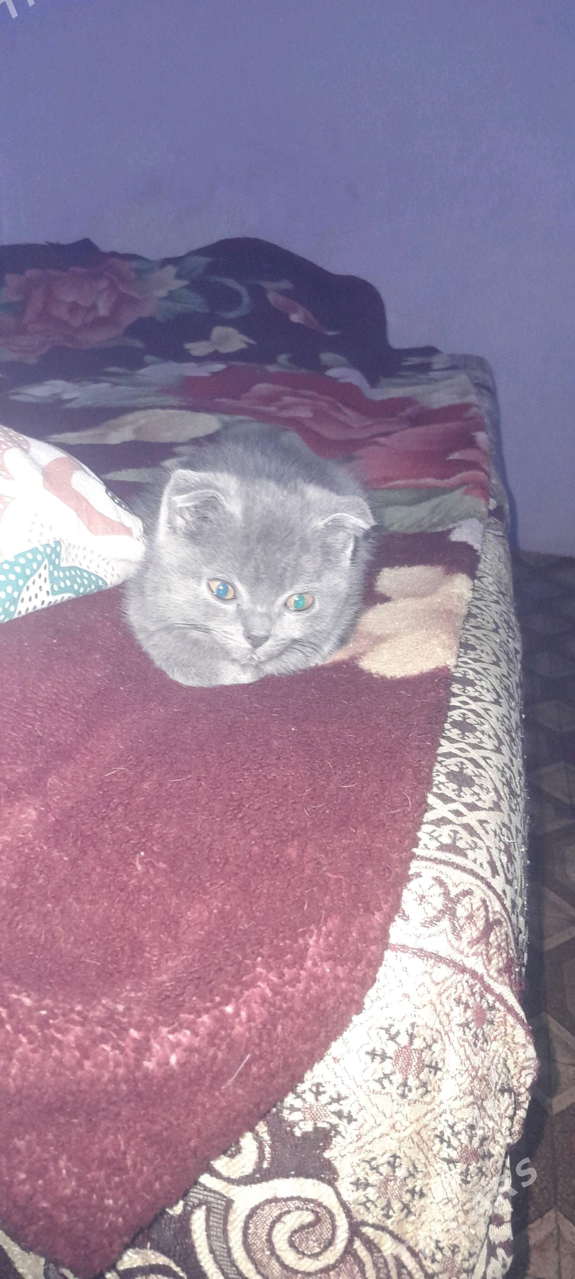 котята  шотладские - Туркменабат - img 3