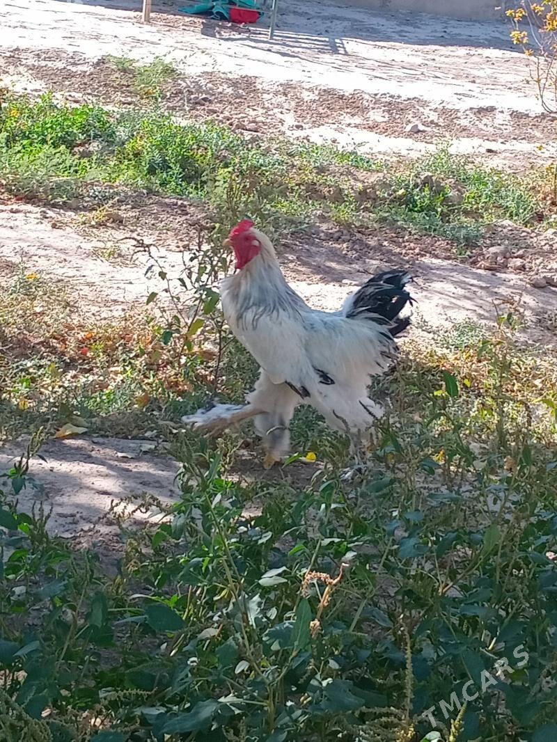 brama horazy we towugy - Kaka - img 3