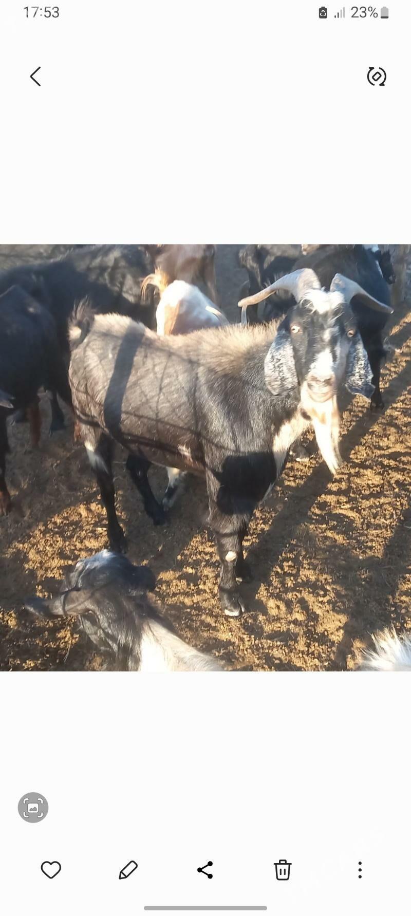 teke - Garabekewül - img 1