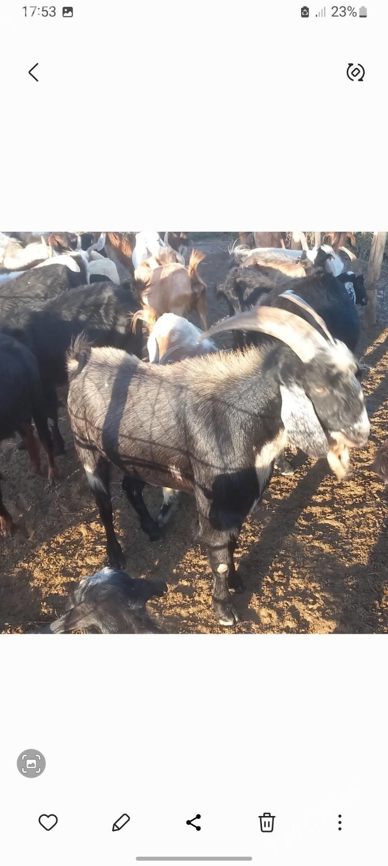 teke - Garabekewül - img 2
