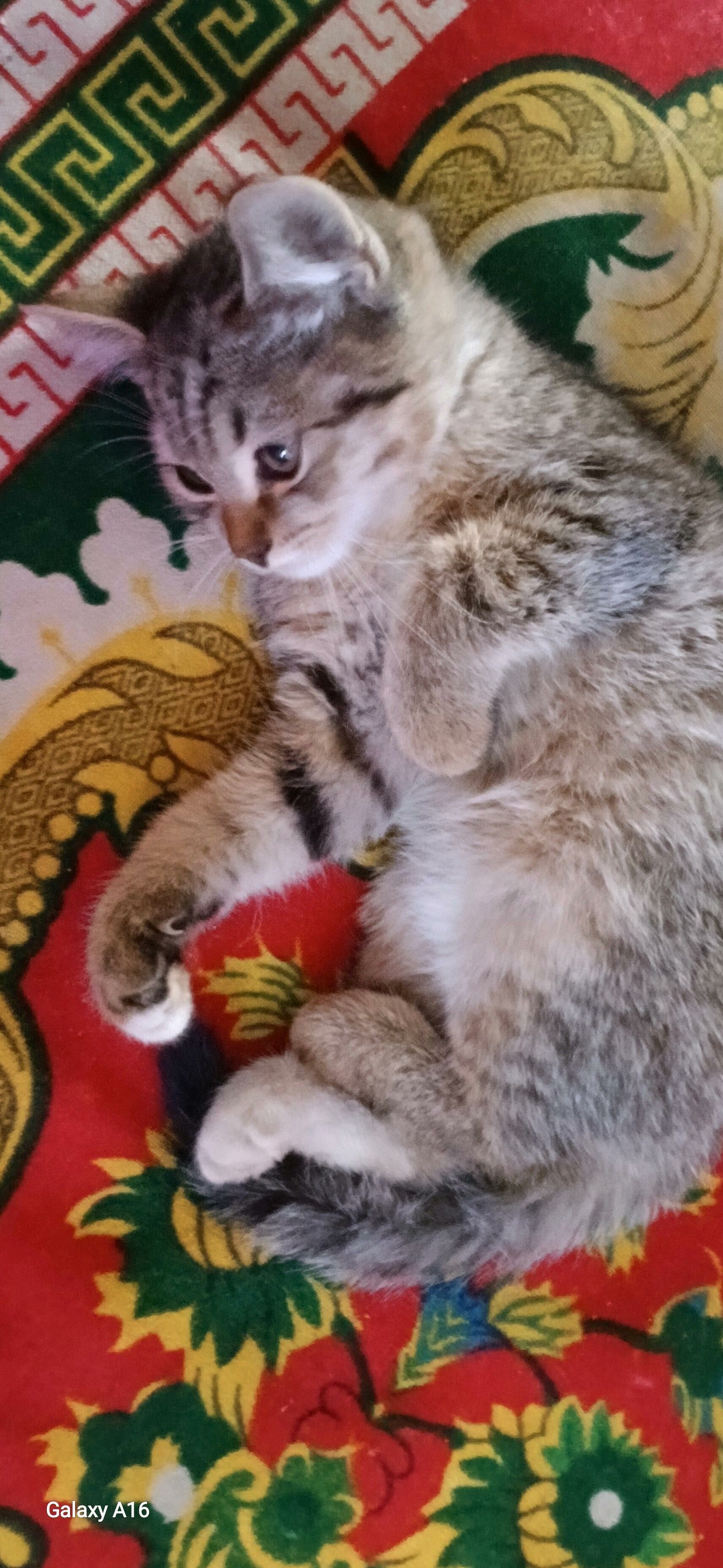 Котята - Дашогуз - img 2