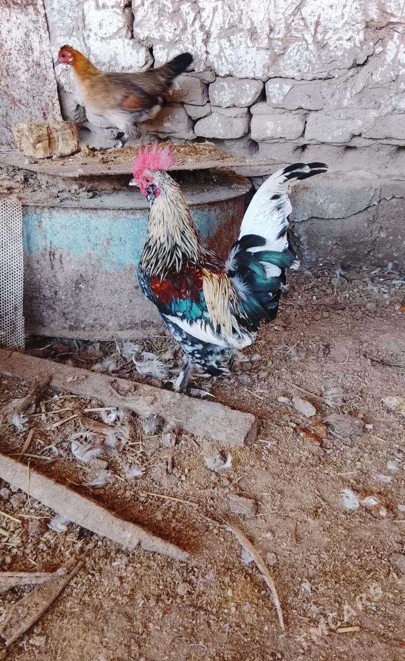 karlik - Çärjew - img 2