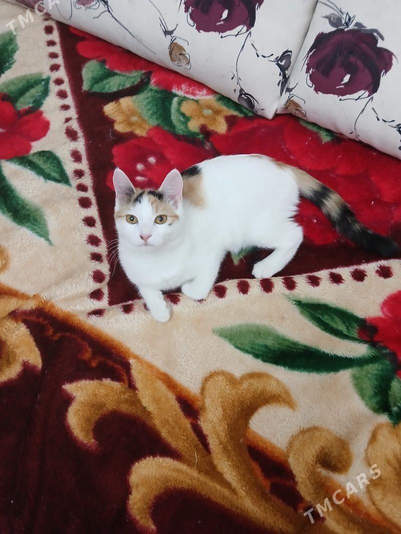 котята в добрые руки - Aşgabat - img 4