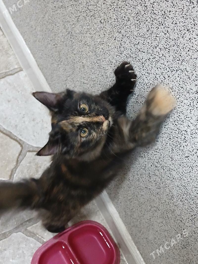 котята в добрые руки - Aşgabat - img 9