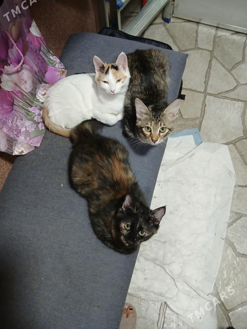 котята в добрые руки - Aşgabat - img 3