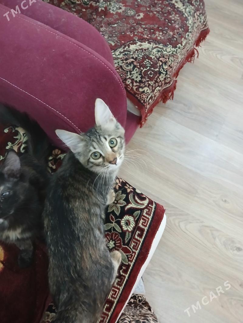 котята в добрые руки - Aşgabat - img 2