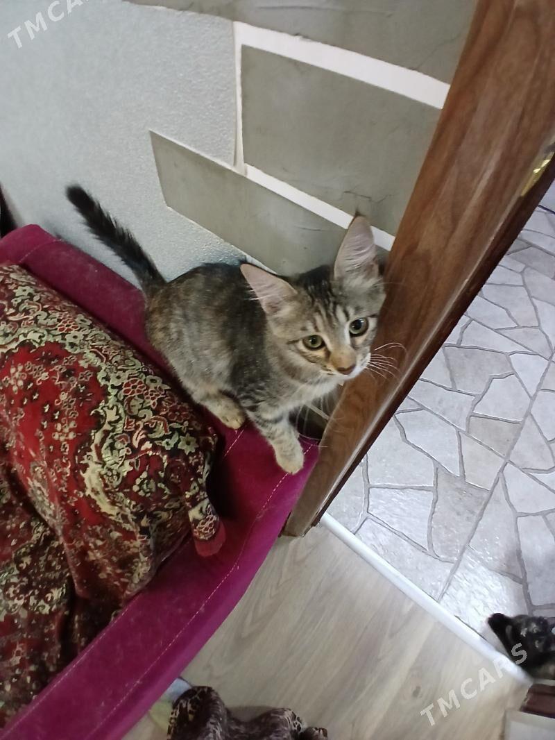 котята в добрые руки - Aşgabat - img 5
