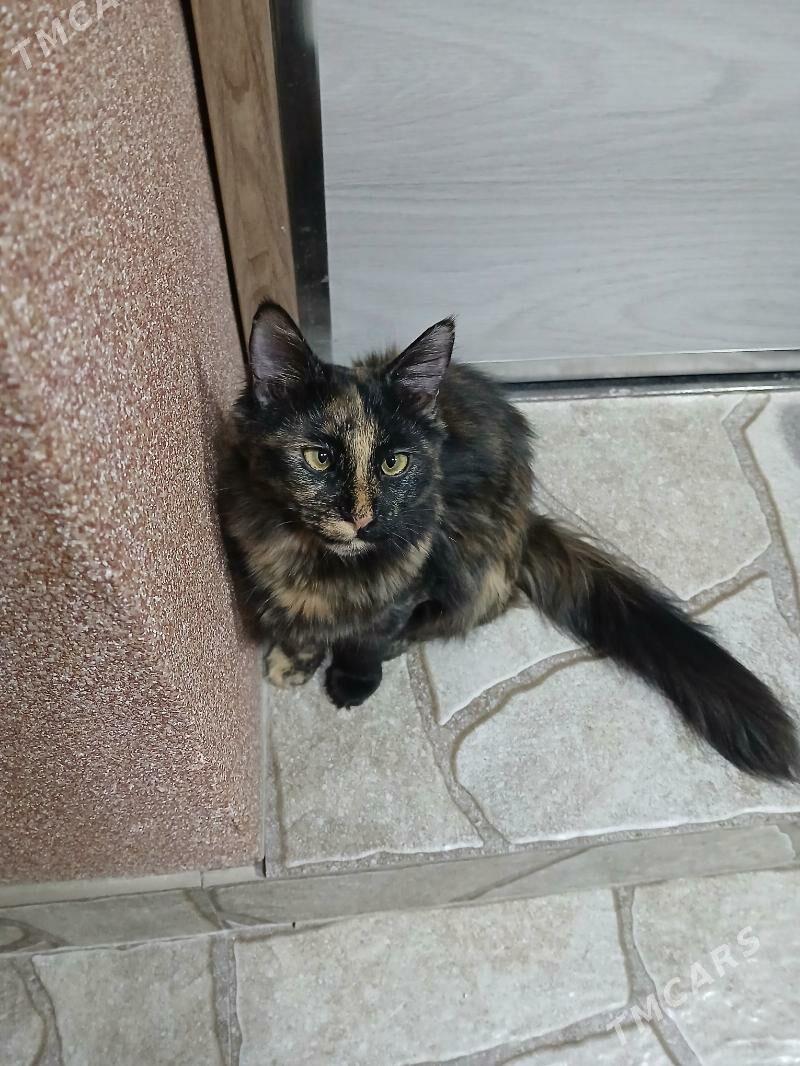 котята в добрые руки - Aşgabat - img 6