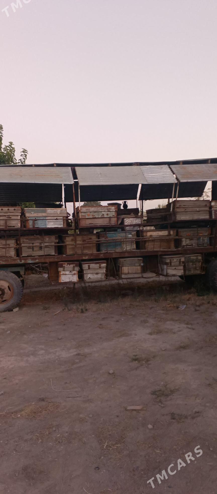 prisep - Кëши - img 1