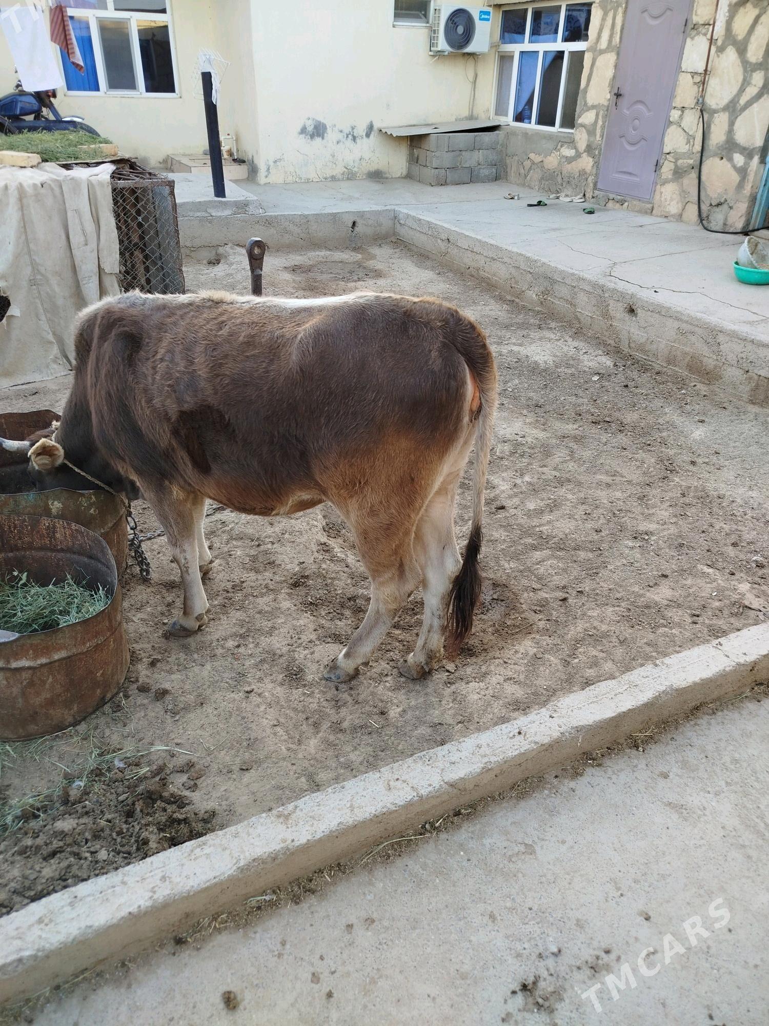 tüwe we öküzçe - Gyzylarbat - img 2