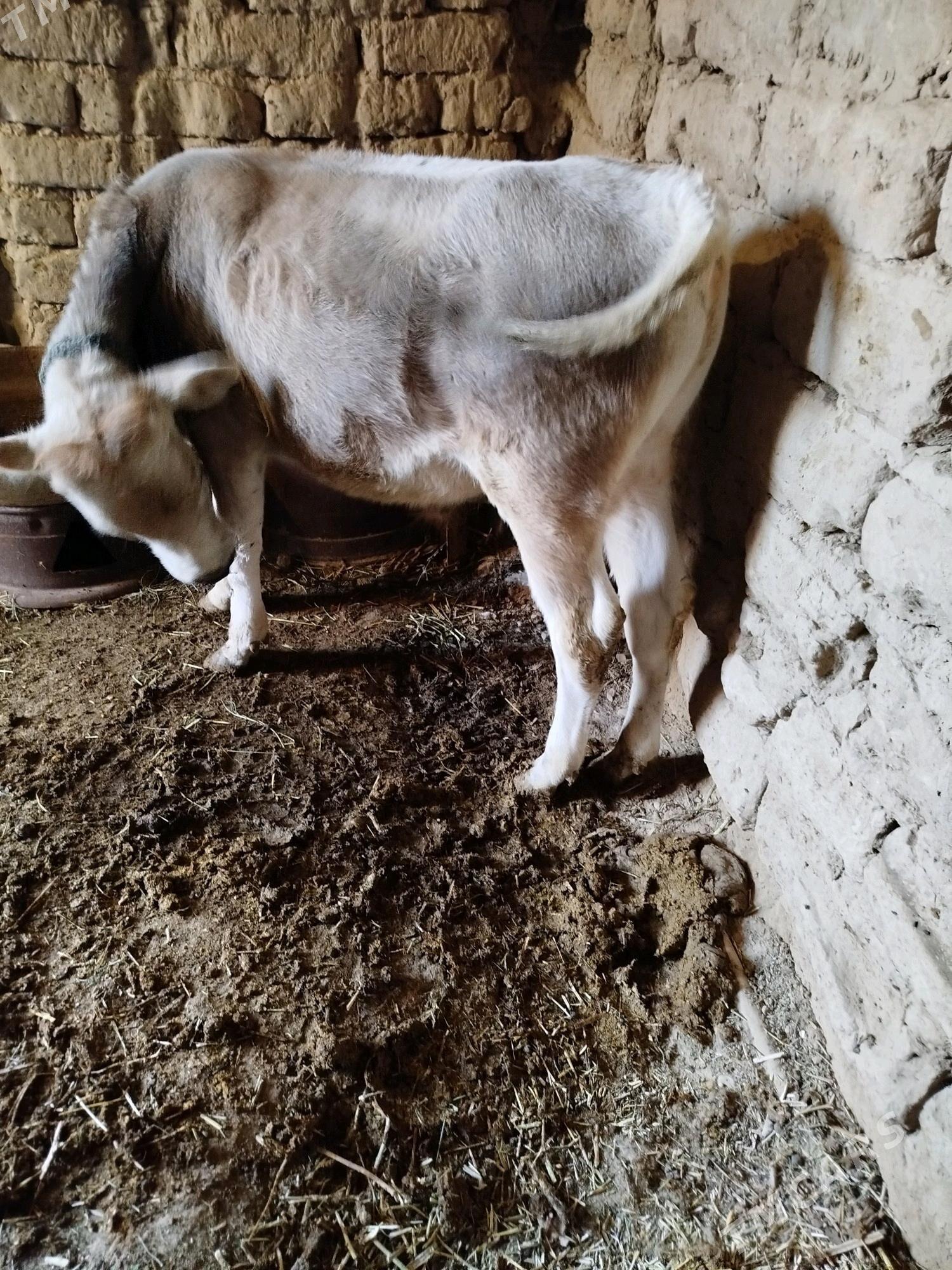 tüwe we öküzçe - Gyzylarbat - img 6