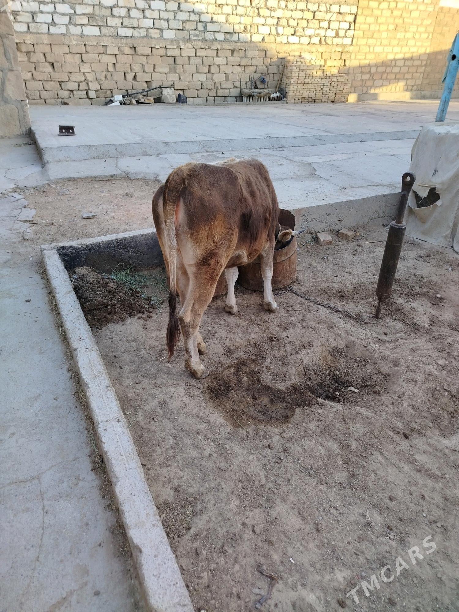 tüwe we öküzçe - Gyzylarbat - img 4
