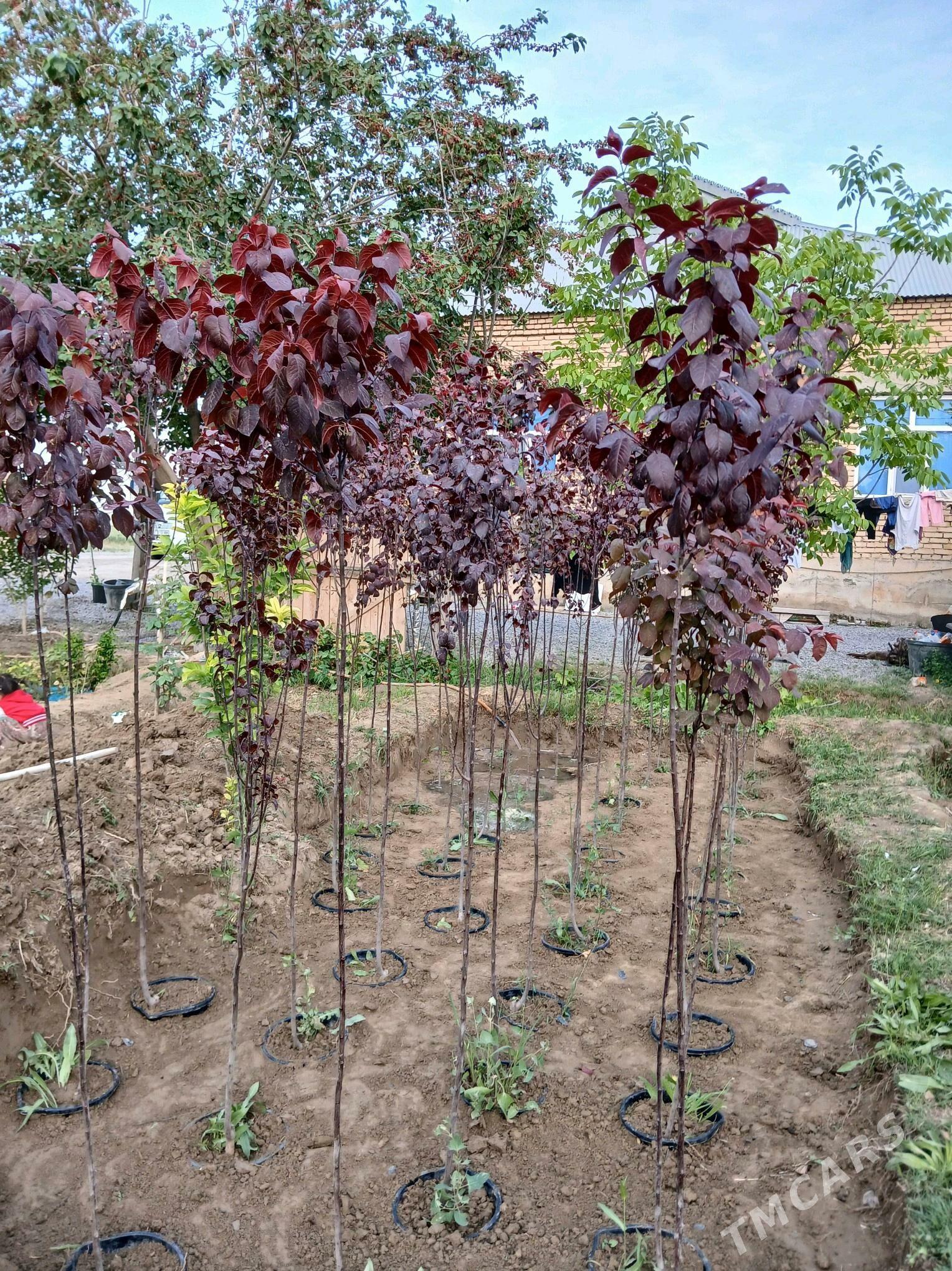 gyzyl ülje - Гёкдепе - img 3