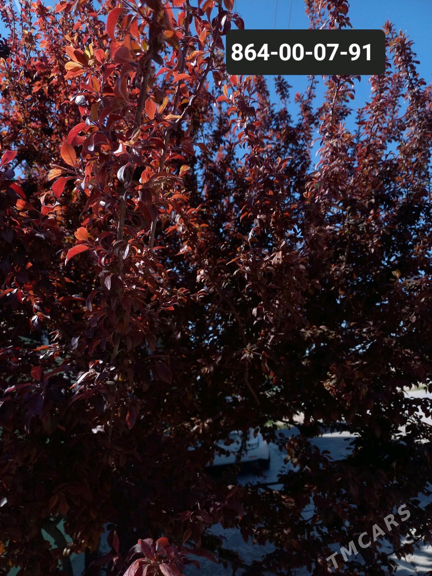 gyzyl ülje - Гёкдепе - img 2