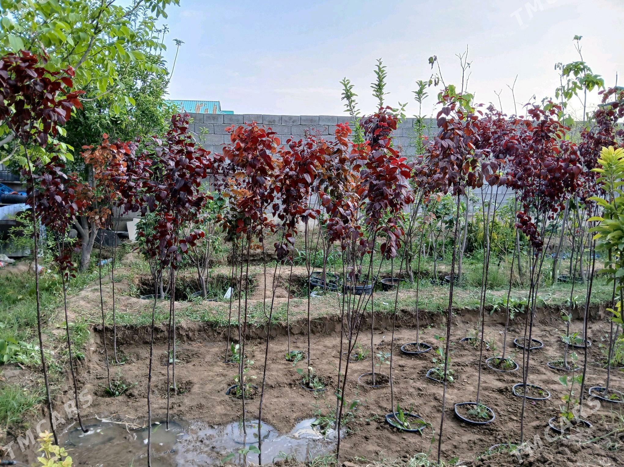 gyzyl ülje - Gökdepe - img 1