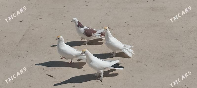 kepderi - Çoganly - img 3