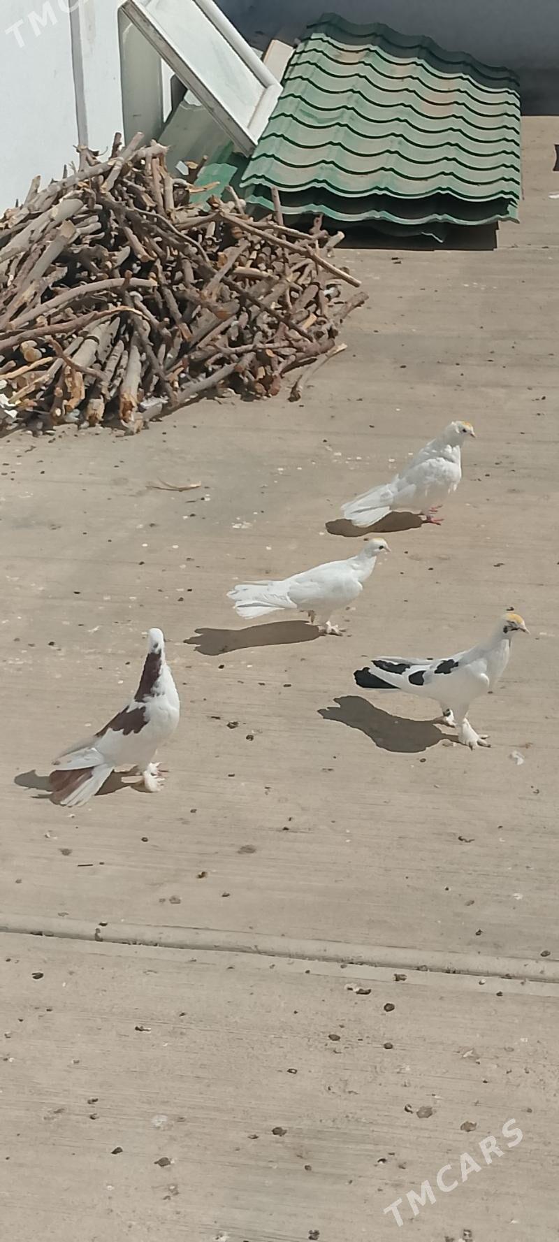 kepderi - Çoganly - img 2