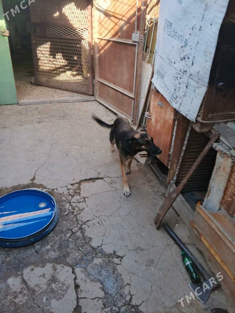 itler - Balkanabat - img 2