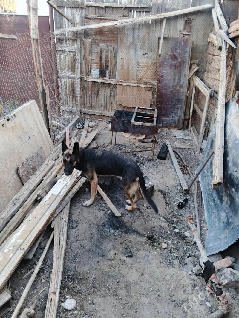 itler - Balkanabat - img 3