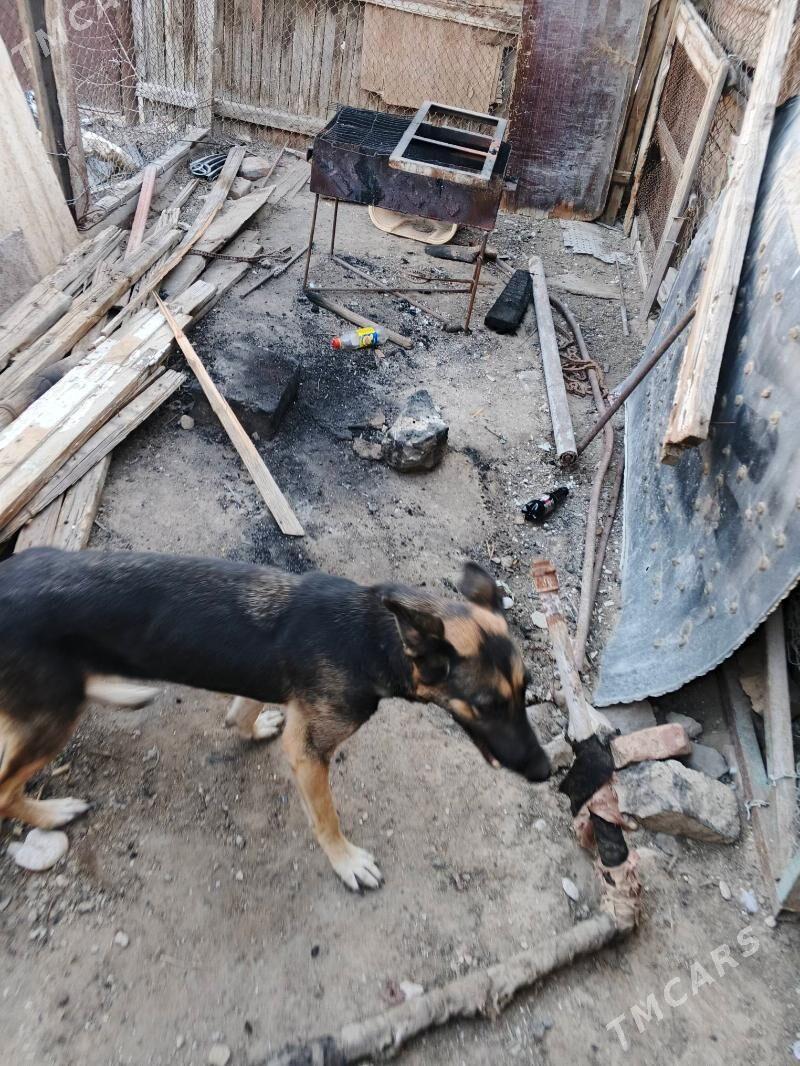 itler - Balkanabat - img 4