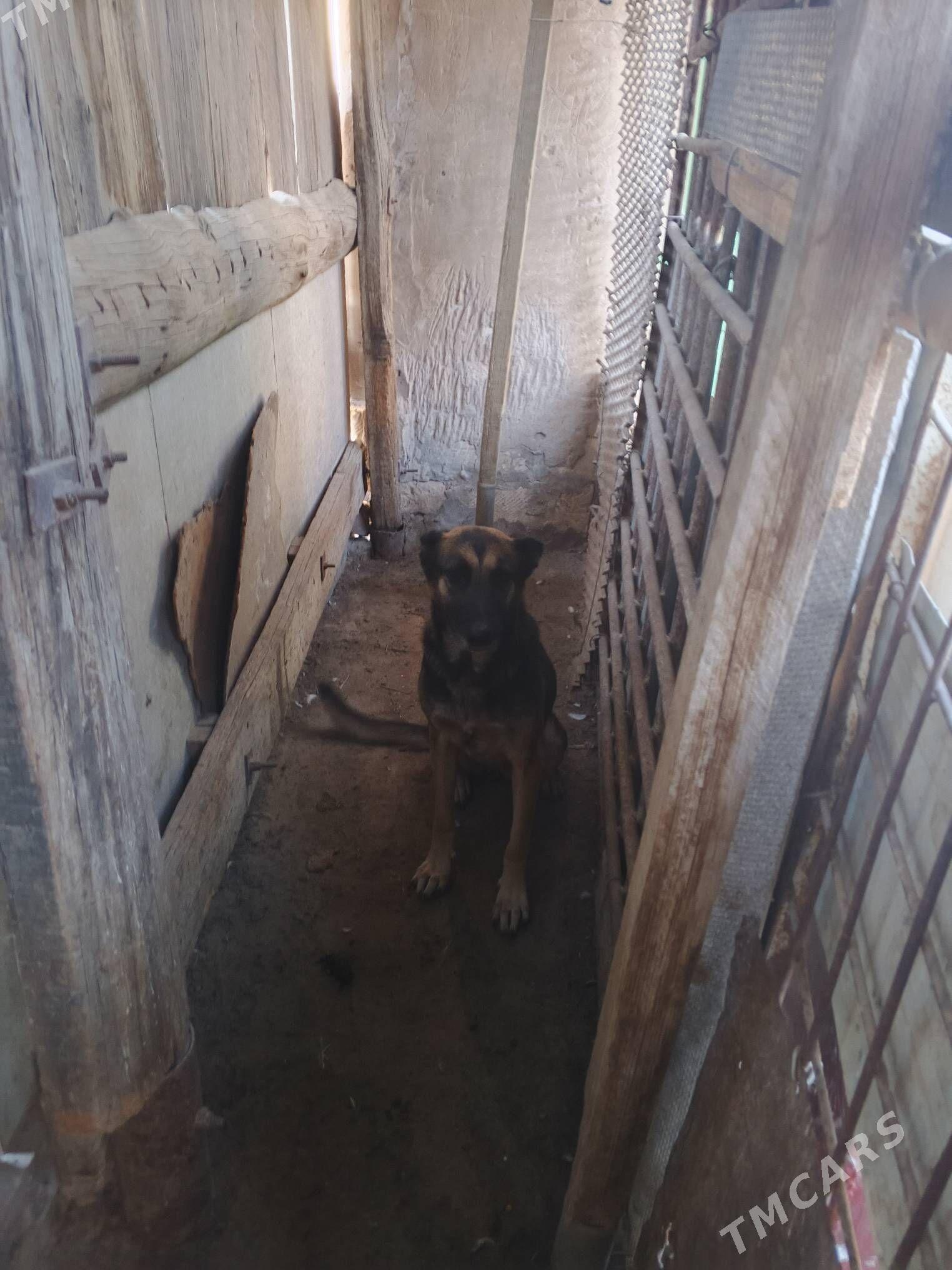 itler - Balkanabat - img 5